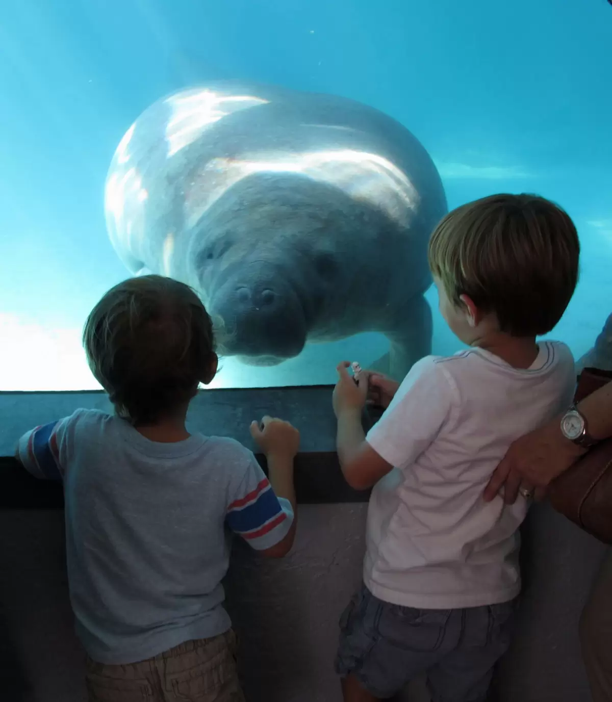 Mote Marine Lab Aquarium