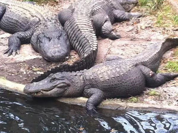 Alligator Farm, Saint Augustine