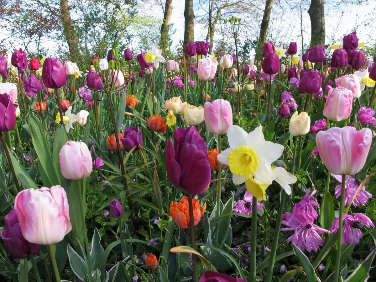 Keukenhof Gardens, Lisse