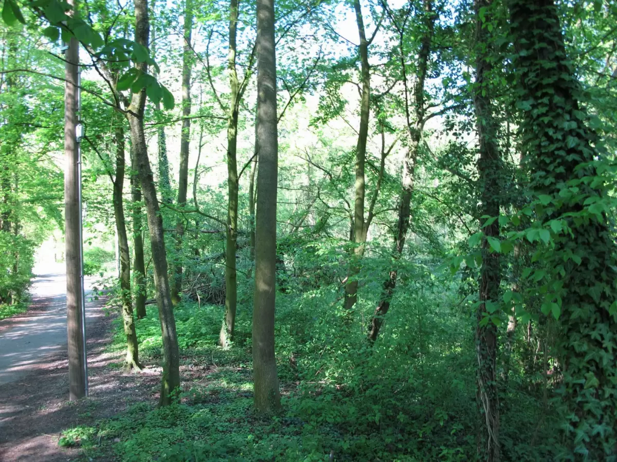 Onderste Caumer Forest, Heerlen