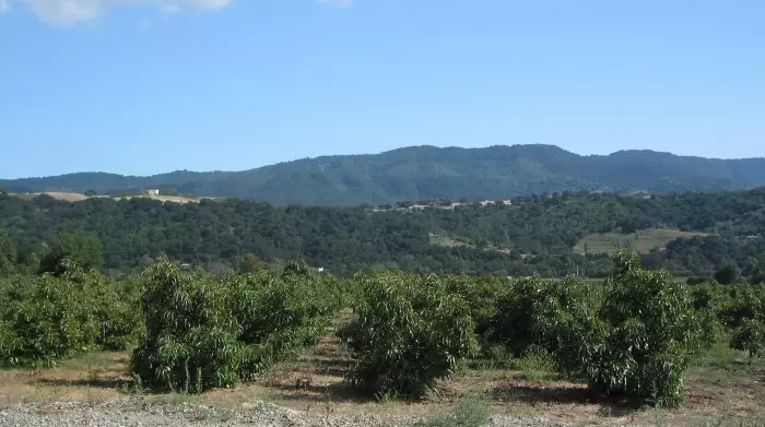 Drive through the Orange Groves, Ojai