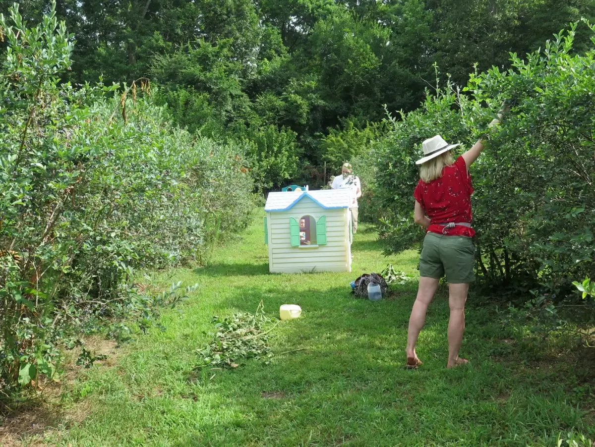 Patchwork Farm Blueberry Picking, Chapel Hill