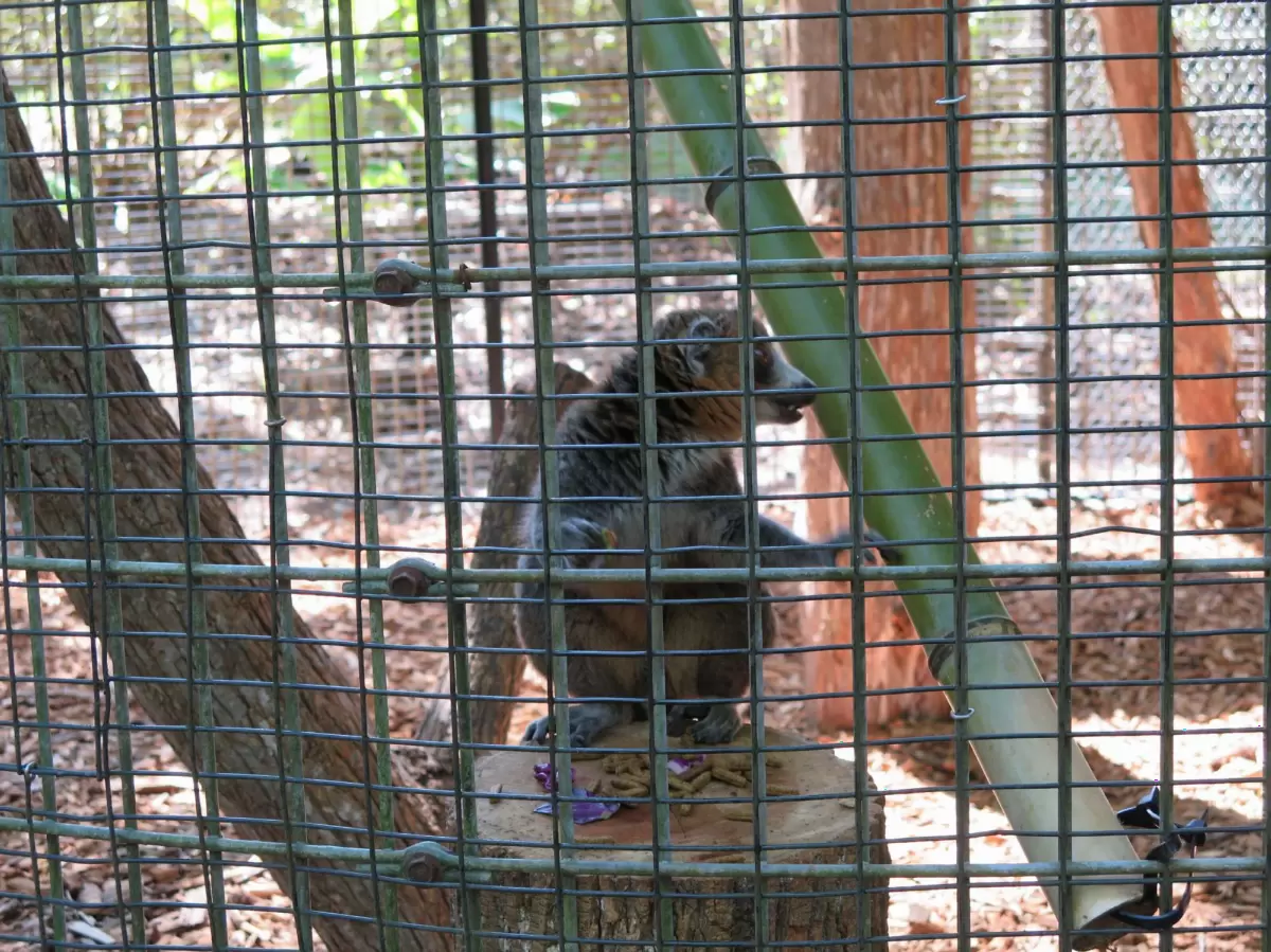Duke Lemur Center, Durham