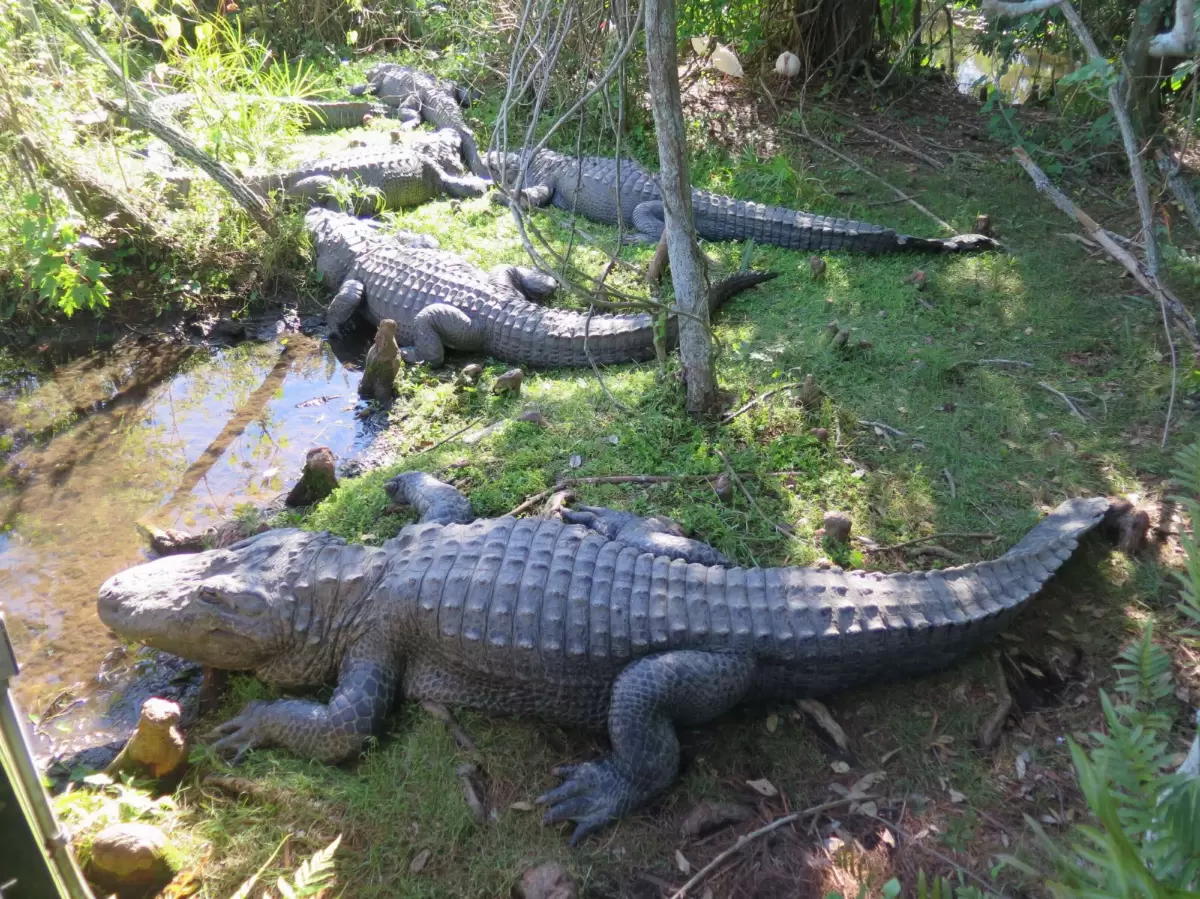 Gatorland