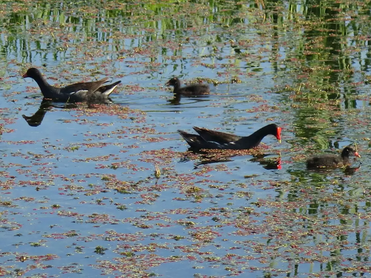 Lake Apopka Wildlife Drive