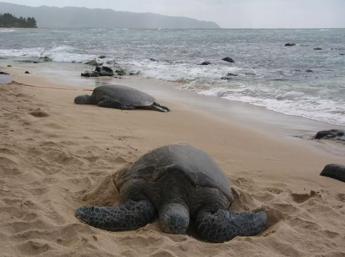 Turtle Beach, or Laniakea Beach