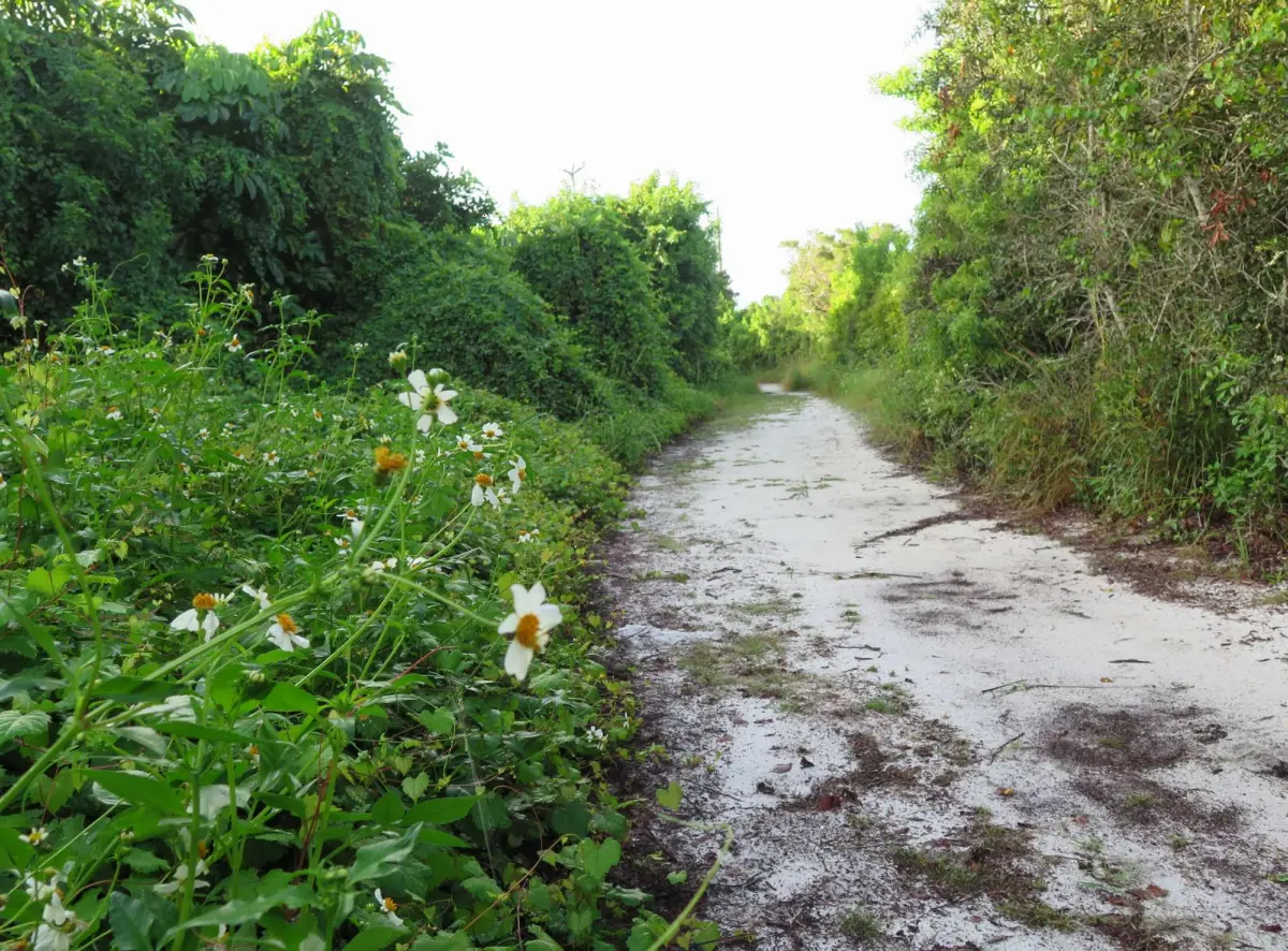 Tequesta County Park Trail