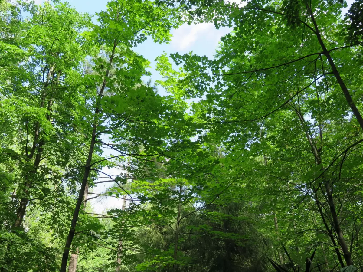 Parc du Bois-de-Coulonge