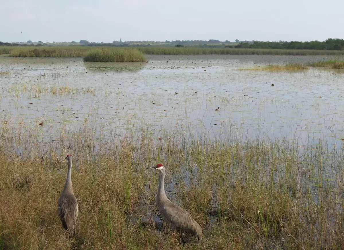 Savannas Preserve Dock and White Trail