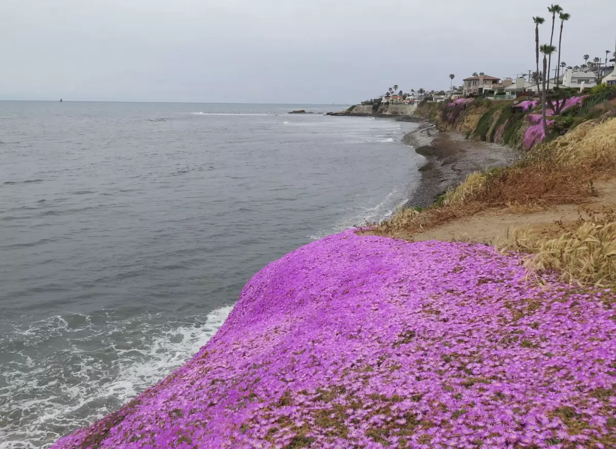 Calumet Park, Bird Rock La Jolla