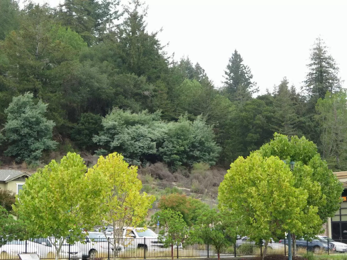 Scotts Valley town (near Santa Cruz)
