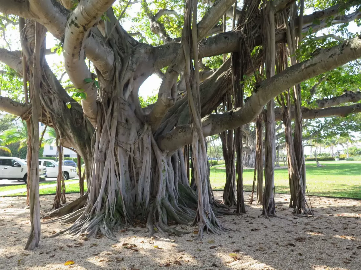 Town of Palm Beach Marina