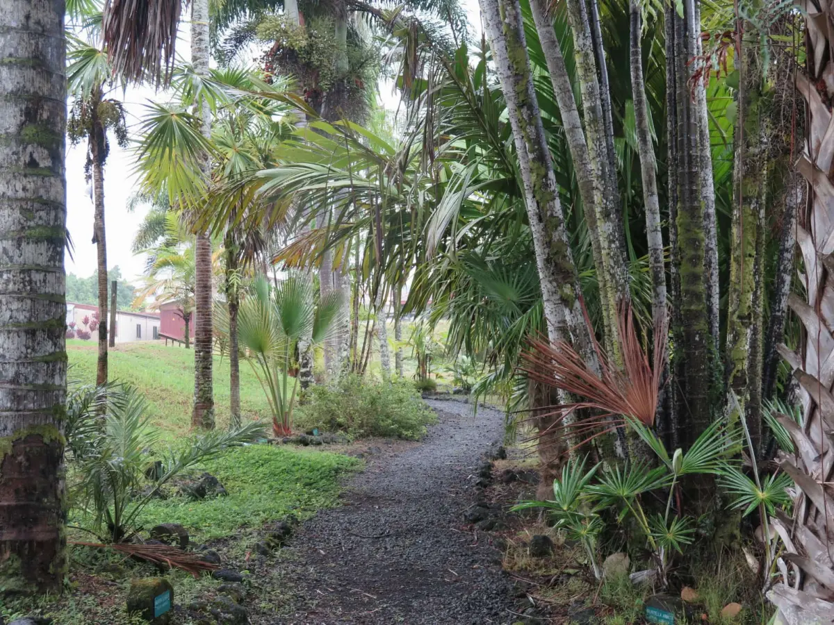 UH Hilo Botanical Palm Garden