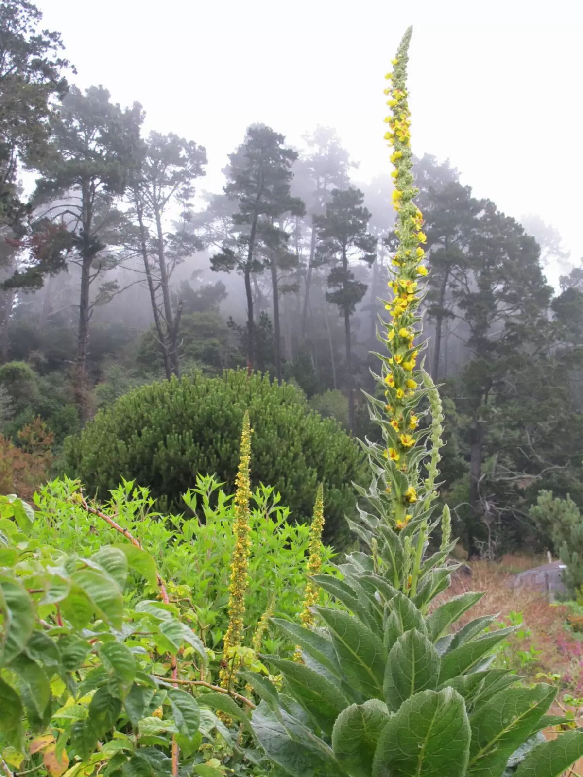 UC Botanical Garden, Berkeley