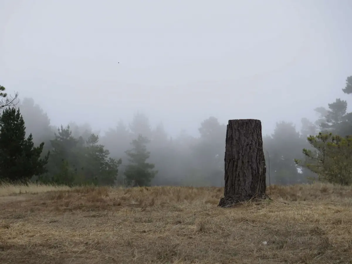 Fiscalini Ranch Upper Forest, Cambria