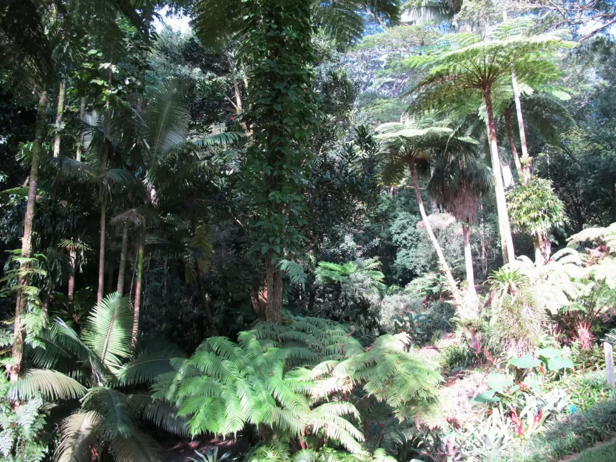 Lyon Arboretum
