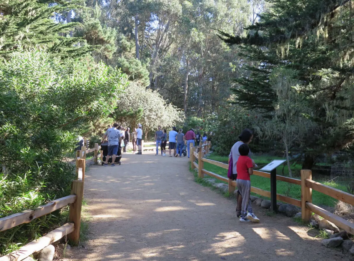 Monarch Butterfly Sanctuary, Pacific Grove