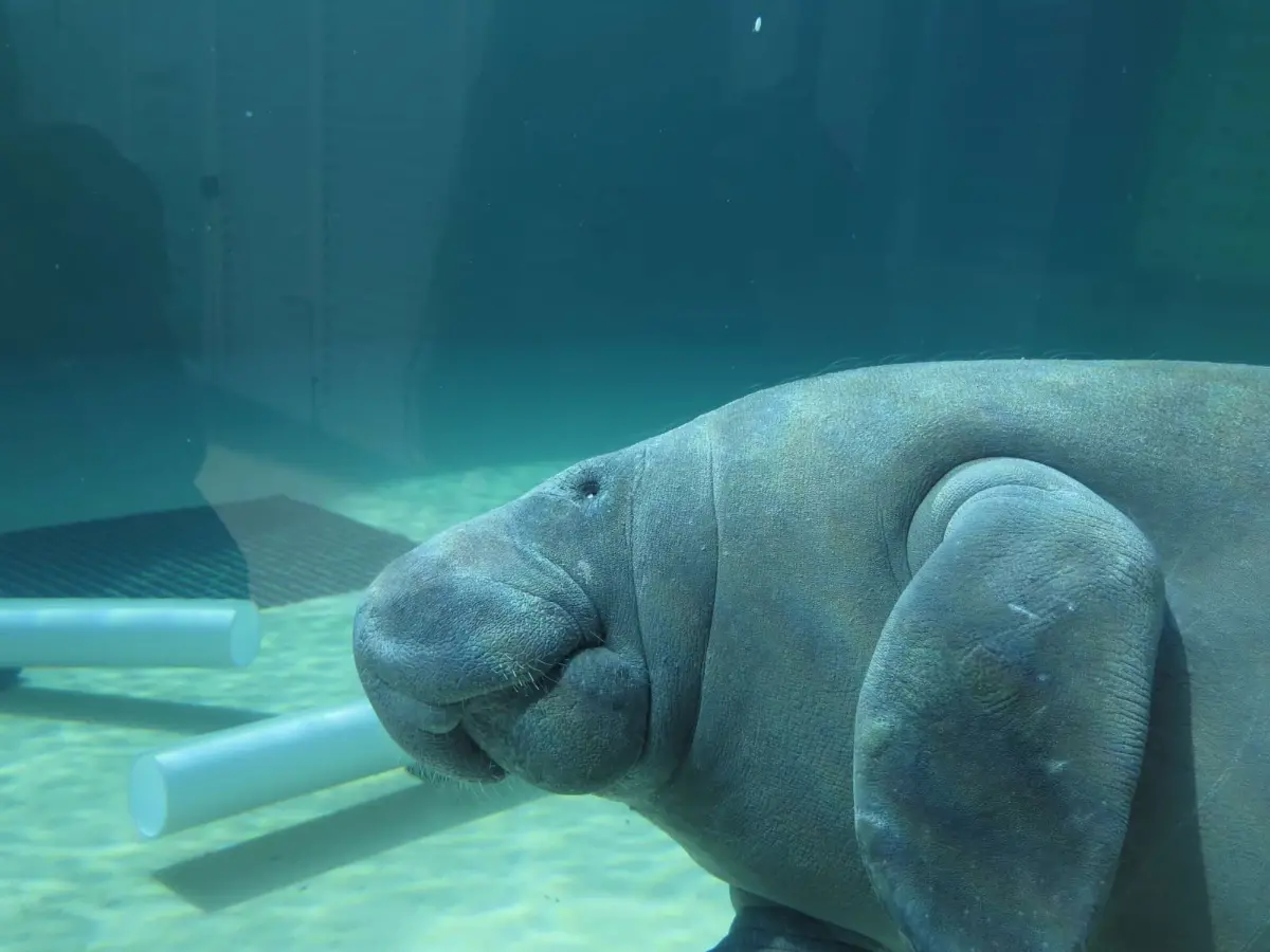 Clearwater Marine Aquarium, Clearwater