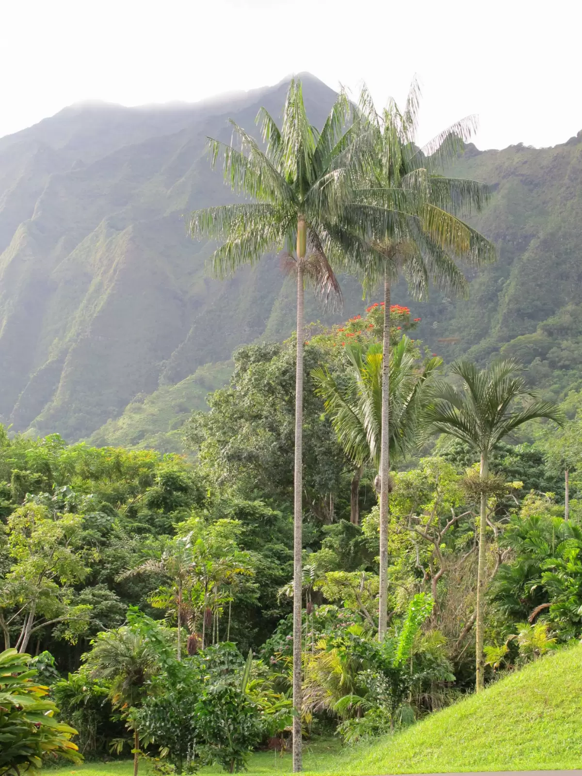 Ho'omaluhia Botanical Garden, Kaneohe