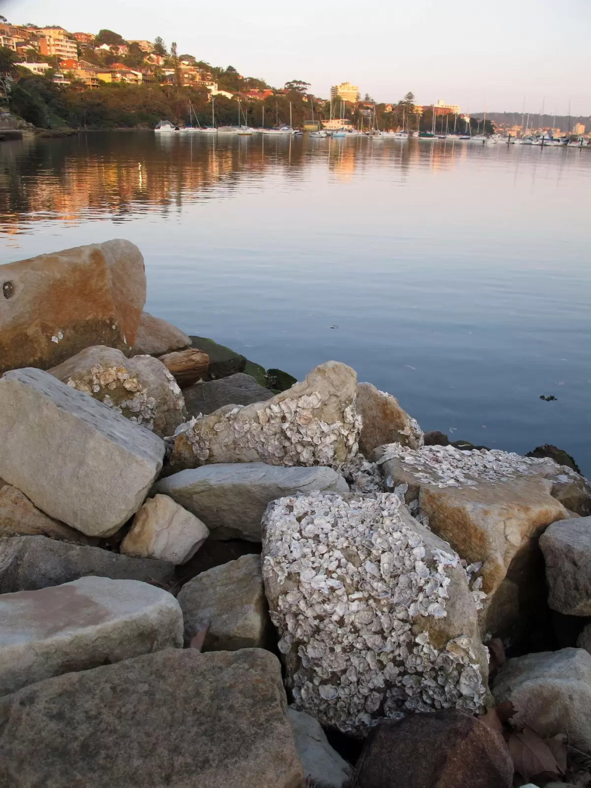 North Harbour Reserve, Balgowlah