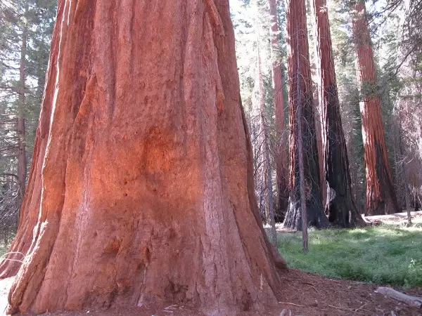 Mariposa Grove, Yosemite Natl Park