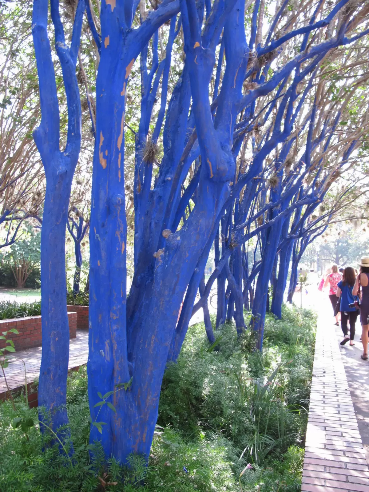 University of Florida, Gainesville