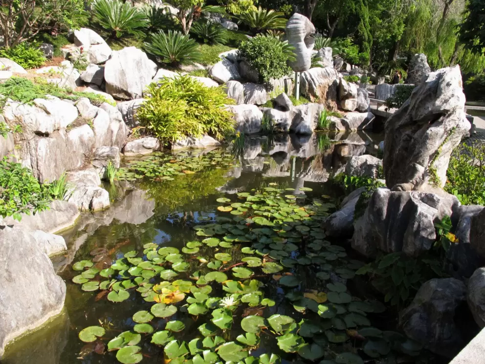 Lilypads and interesting rocks.