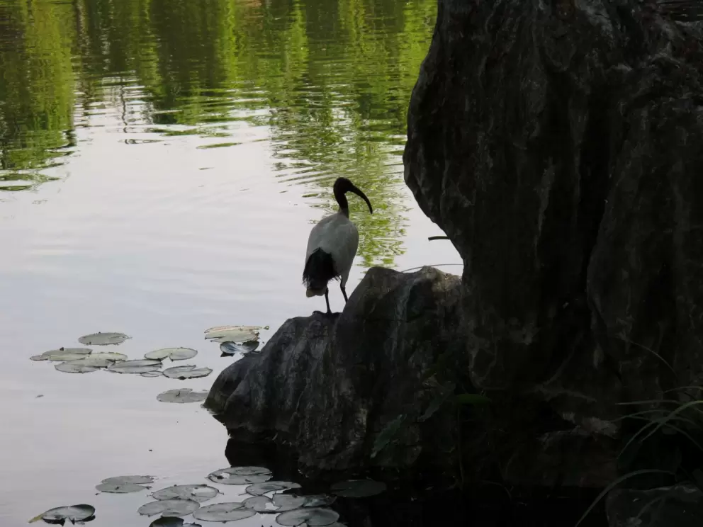 Attentive bird.