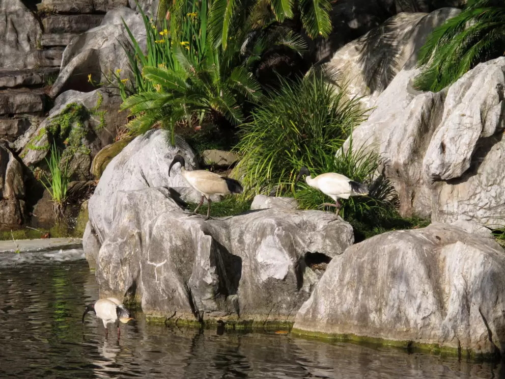 Funny birds on the rocks.