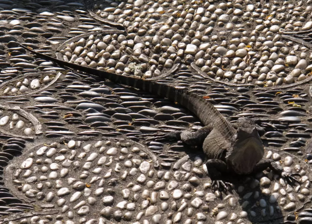 This guy is two or three feet long!
