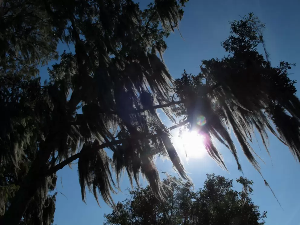 Morning sun and Spanish moss, at the lakeside walking path on campus.