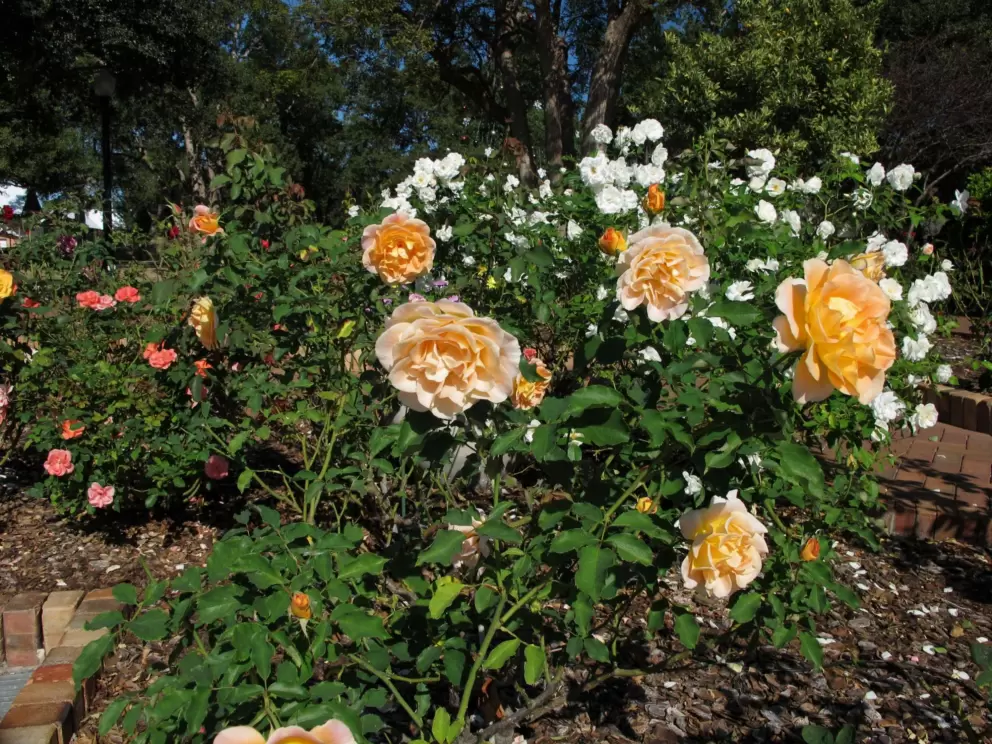 Yellow roses!