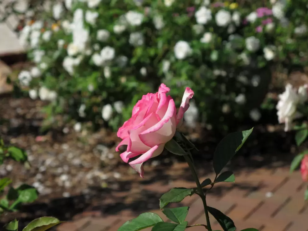 Pink rose.
