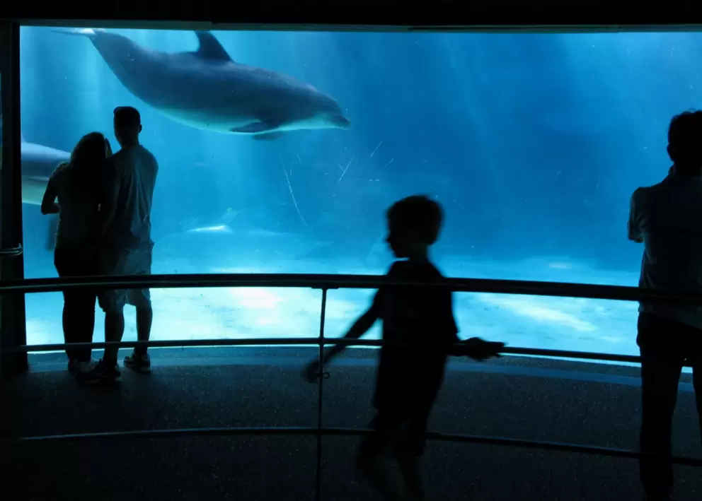 A couple watches the dolphins from below the water.