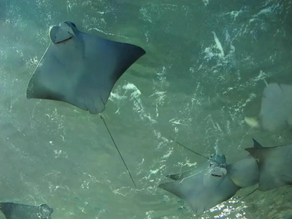 The amazingly cute sting ray faces!