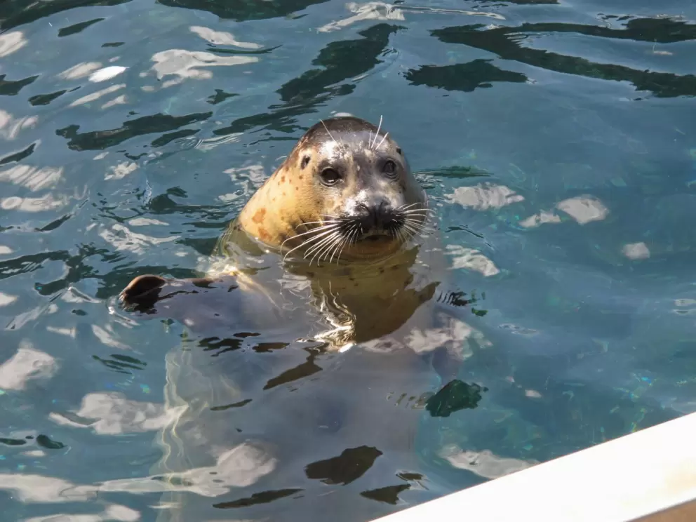 A seal says hello.