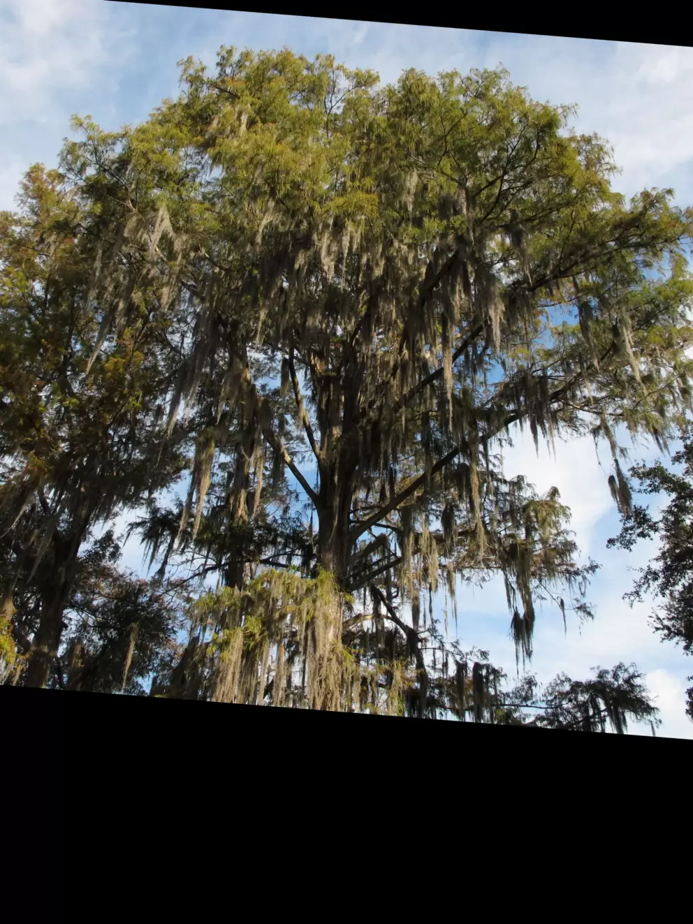 Amazing tall trees delight you!