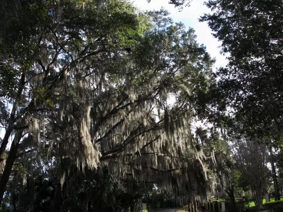 Abundance of tall trees.