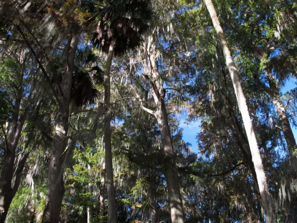 Trees towering above, and blue sky.