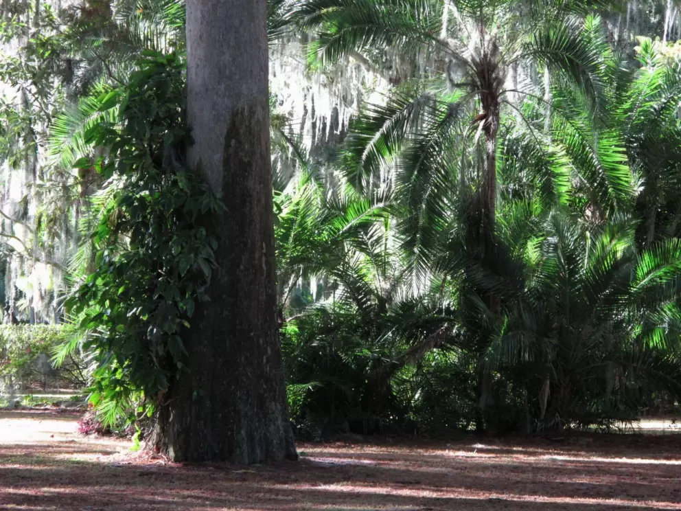 Tropical look at Kraft Azalea Garden.