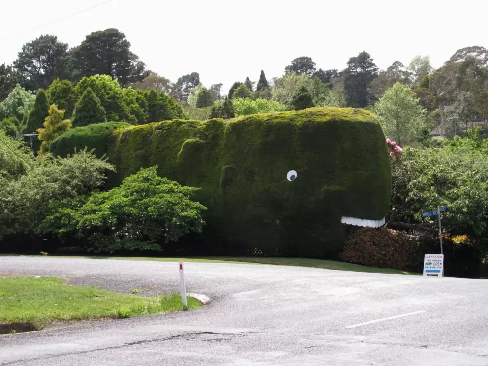 A giant whale topiary greets you as you walk toward Glenhaven Garden.