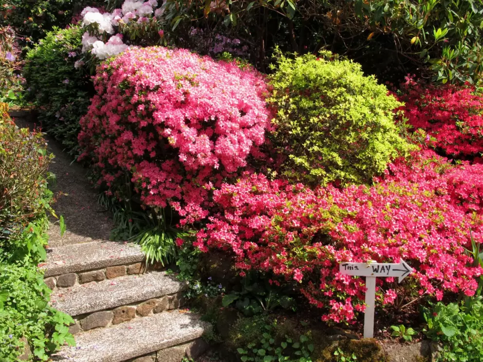 Stone steps and flowers of many shades of pink.