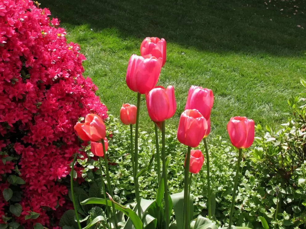 Dark pink tulips.