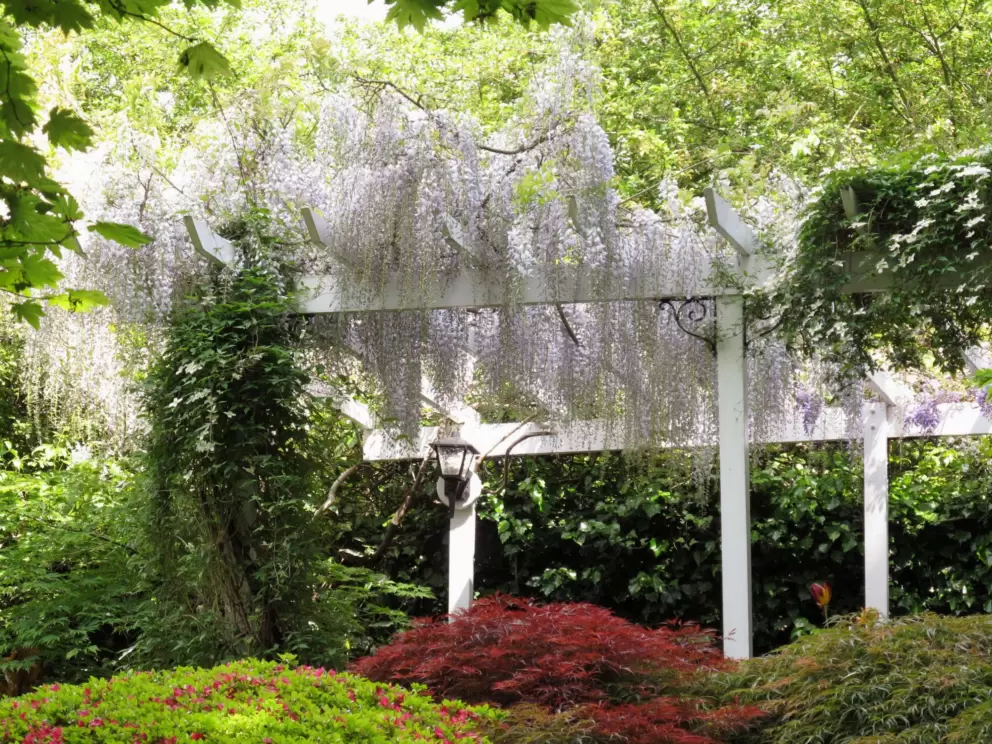 Incredible wispy flowers and an arbor.