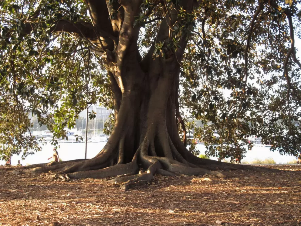 Gorgeous tree in golden light.