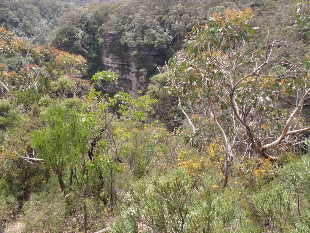 Sunlight on eucalyptus trees in the valley.