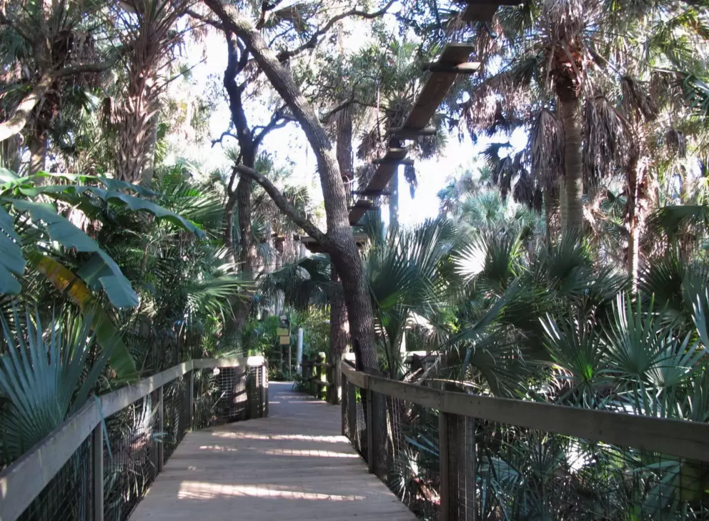 Boardwalk under jungle vines and canopy walk.
