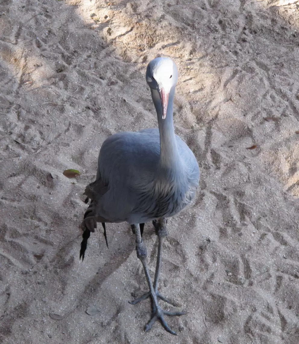 Large bird in the Africa exhibit.