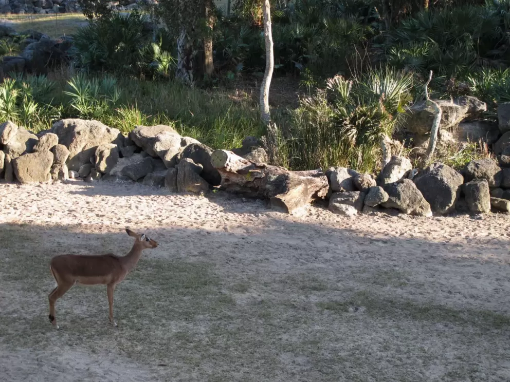 Deer in the Africa exhibit.
