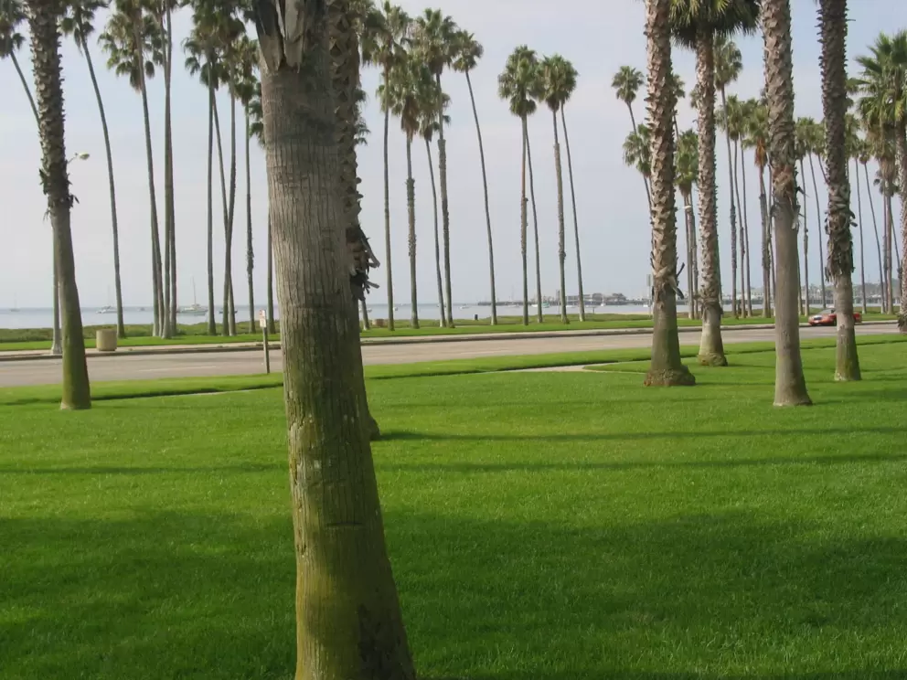 Palms galore!
